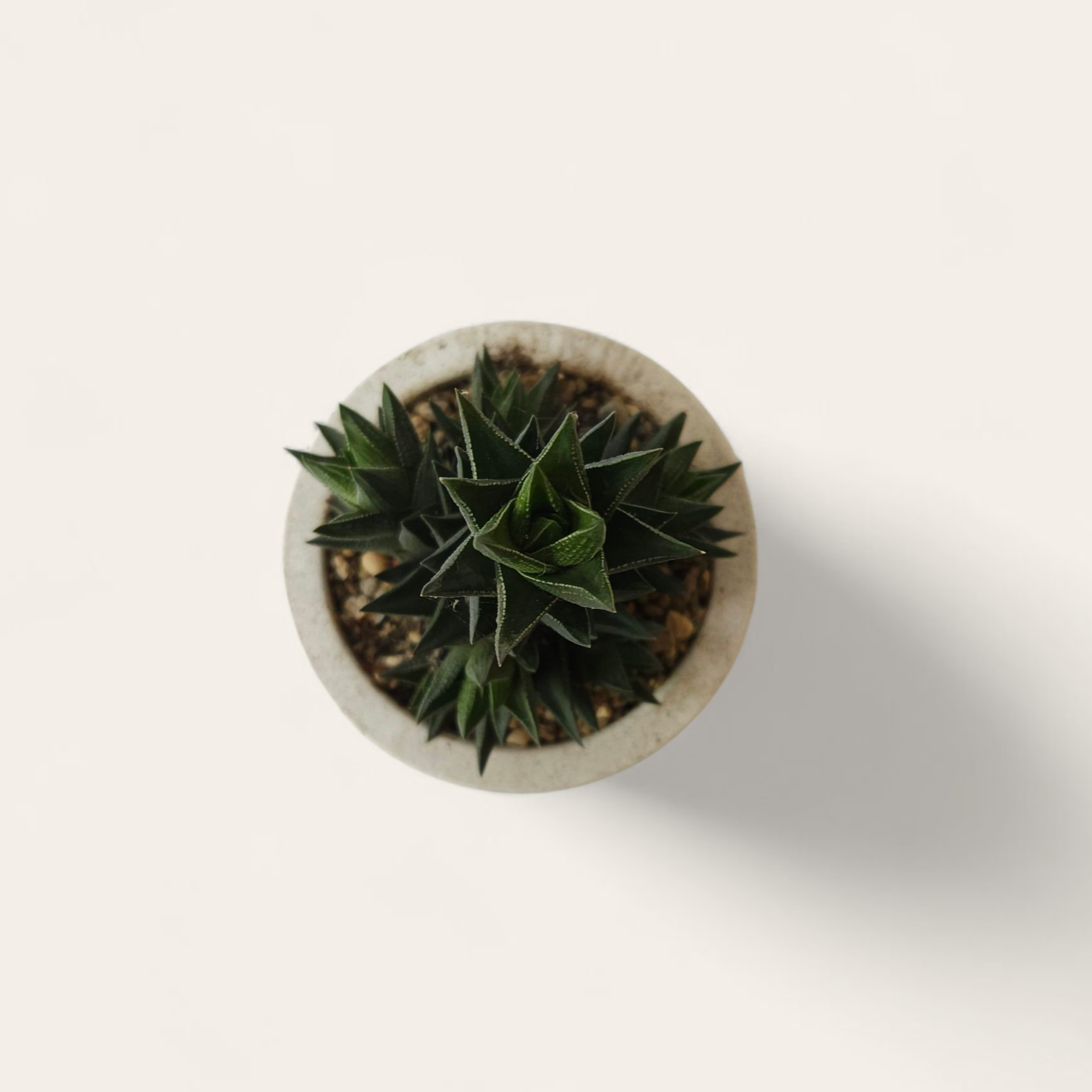 Suculenta Mediana