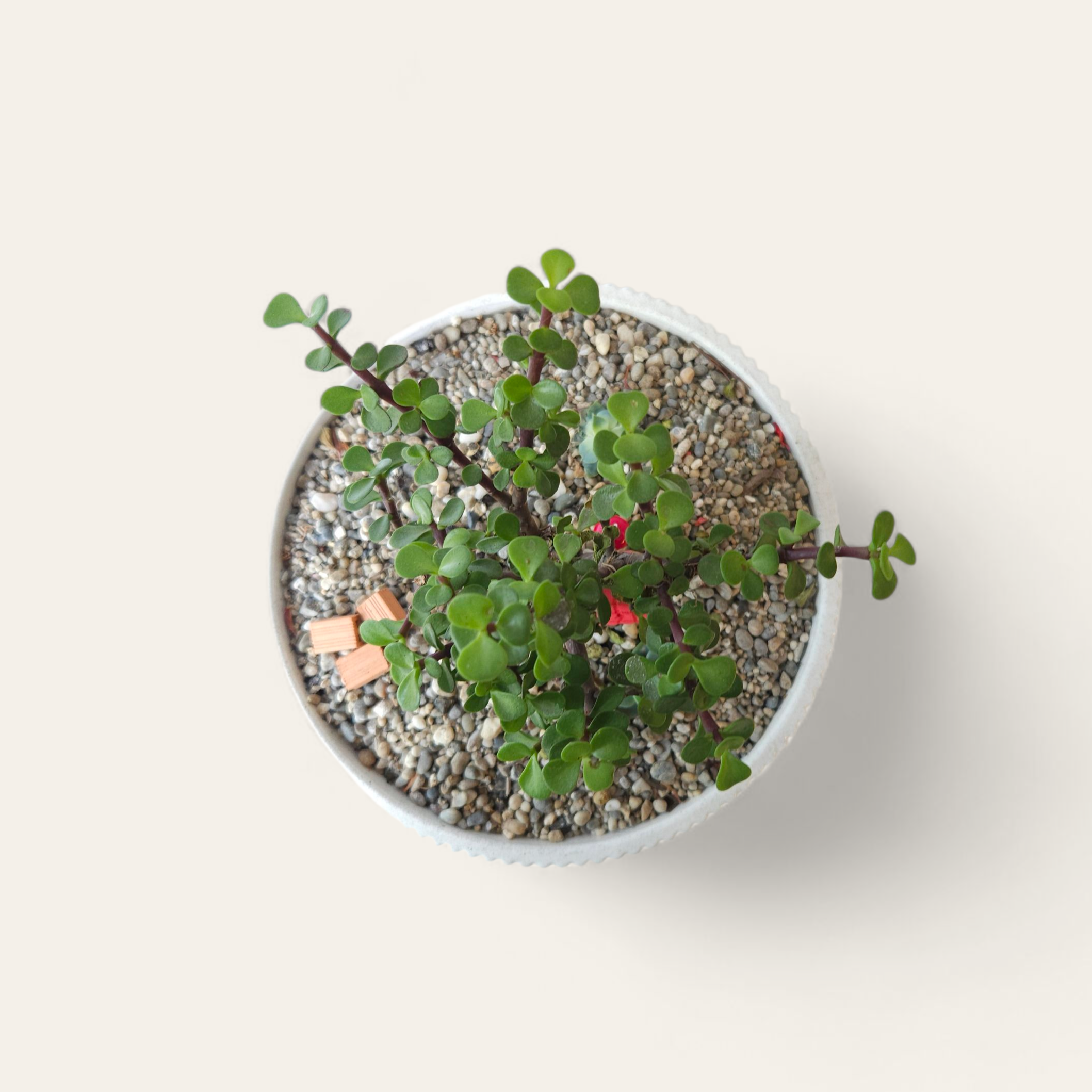 Jade - Fortuna