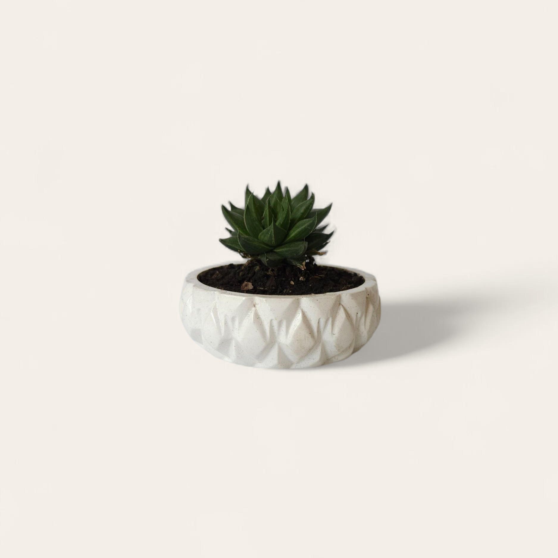 Suculenta 001