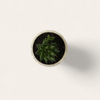 Suculenta 001