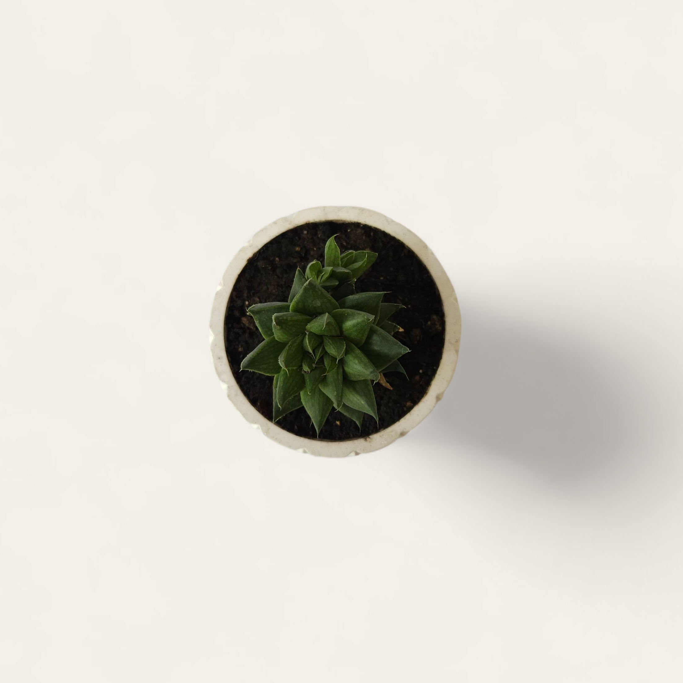Suculenta 001